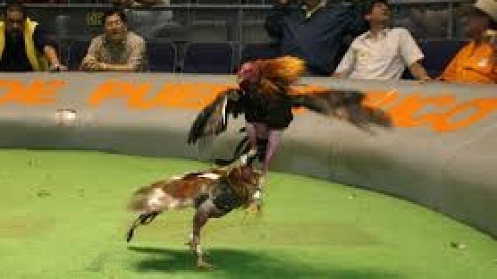  Representante aboga en el Congreso por permanencia peleas de gallos y ayuda para la monta&ntilde;a 