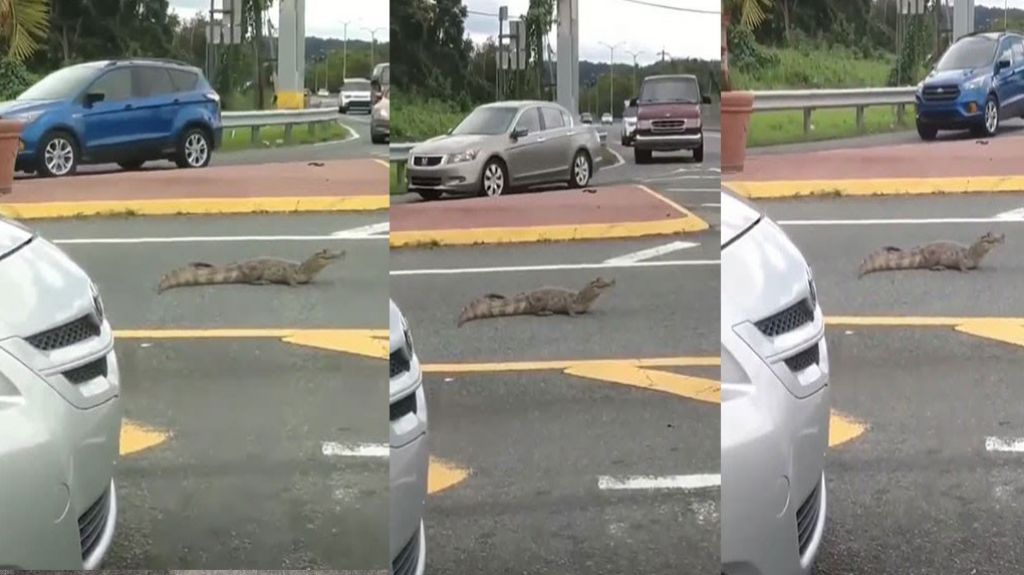  Viral video de Caim&aacute;n en medio de carretera de Vega Alta 