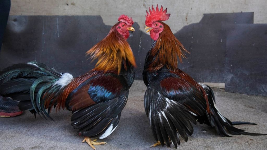  Gobernadora firma ley que busca mantener peleas de gallos en la Isla pese a ley federal que prohibir&aacute; la actividad a partir del viernes 