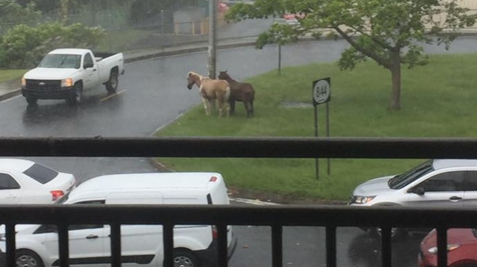 Alerta: Ciudadanos denuncian caballos amarrados en un poste de carreta en Cupey