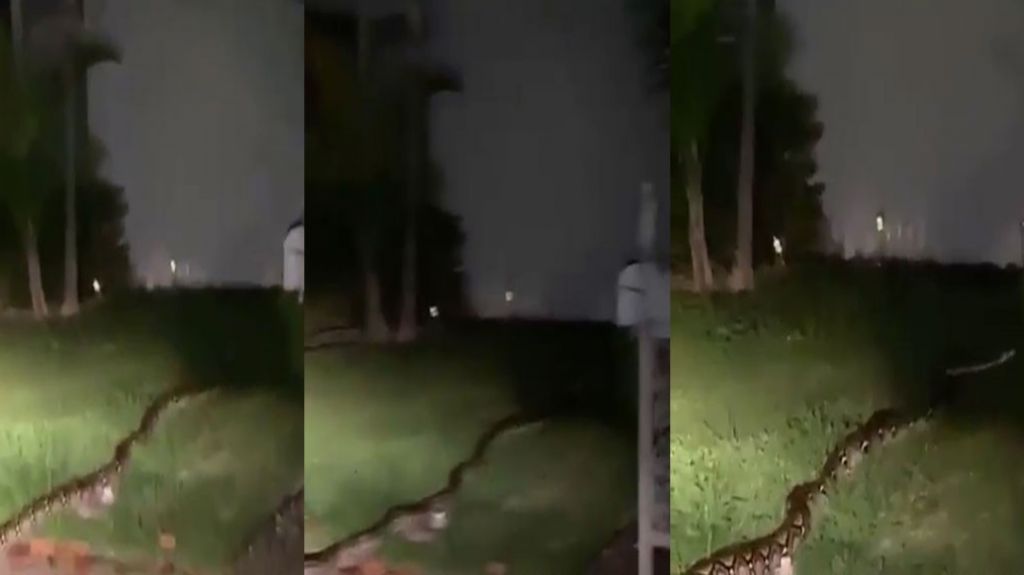  Captan en video gigantesca culebra entrando a residencia de Bayam&oacute;n 
