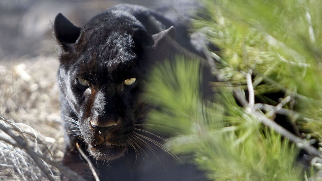  Indagan trastorno de panteras y linces en Florida que les impide caminar bien 