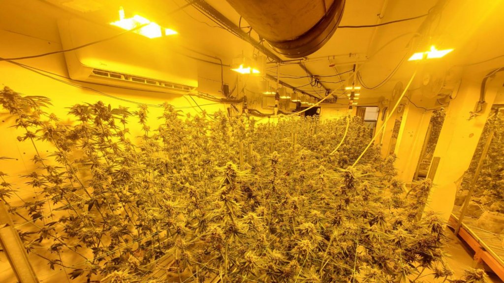  Descubren laboratorio clandestino de marihuana en Guaynabo 