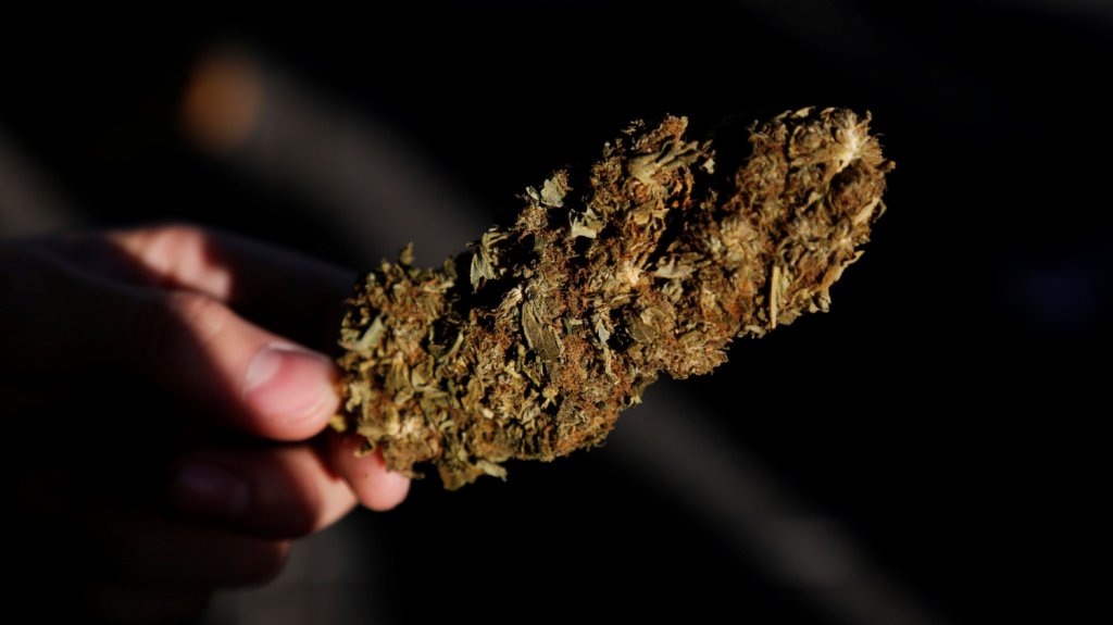  El Senado de M&eacute;xico aprueba ley para regular la marihuana recreativa 