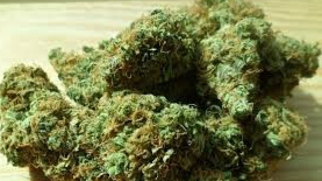  Portavoz de entidad pide que pacientes puedan cultivar cannabis medicinal en sus casas 