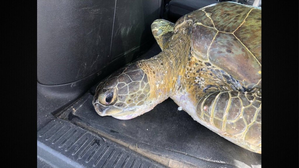  Rescatan tortugas marinas en Lajas y Salinas 
