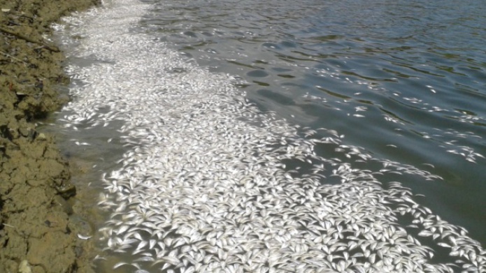 Recursos Naturales continÃºa manejo y recogido de peces en La Plata