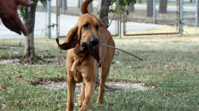 Dos perros de la policÃ­a de Hialeah hallados muertos en la patrulla