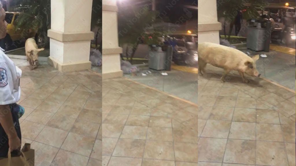  Video: &ldquo;Corre y Corre&rdquo; en Walgreens de Cupey por un cerdo suelto 