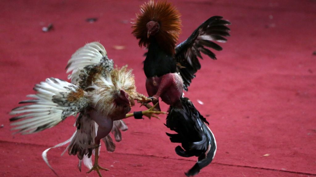 Senador advierte contra medida en EE.UU. que prohibirÃ­a lucha de gallos