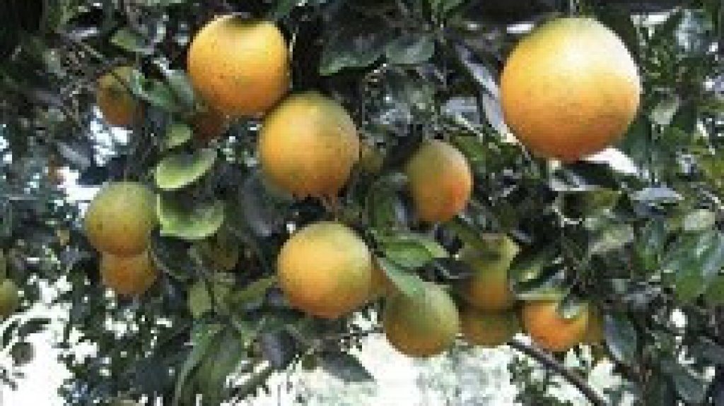  Centro de Injertos de Chinas est&aacute; inoperante desde el paso del hurac&aacute;n Mar&iacute;a 