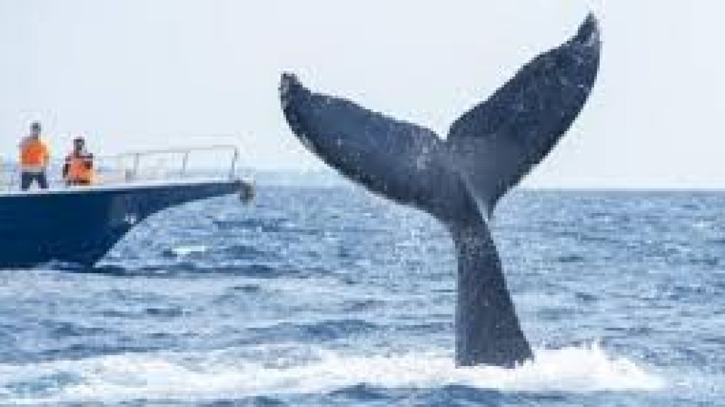  Vea video: Jap&oacute;n reanudar&aacute; la caza de ballenas 