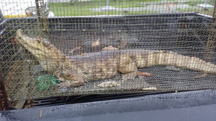 Entregan CaimÃ¡n en Aibonito