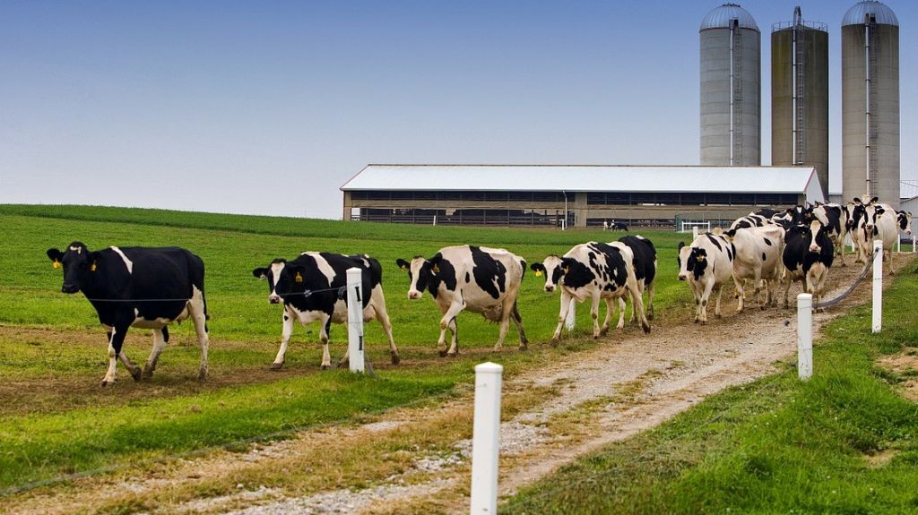  Industria lechera anuncia inyecci&oacute;n de $260,000 al pago de la liquidaci&oacute;n a los ganaderos 