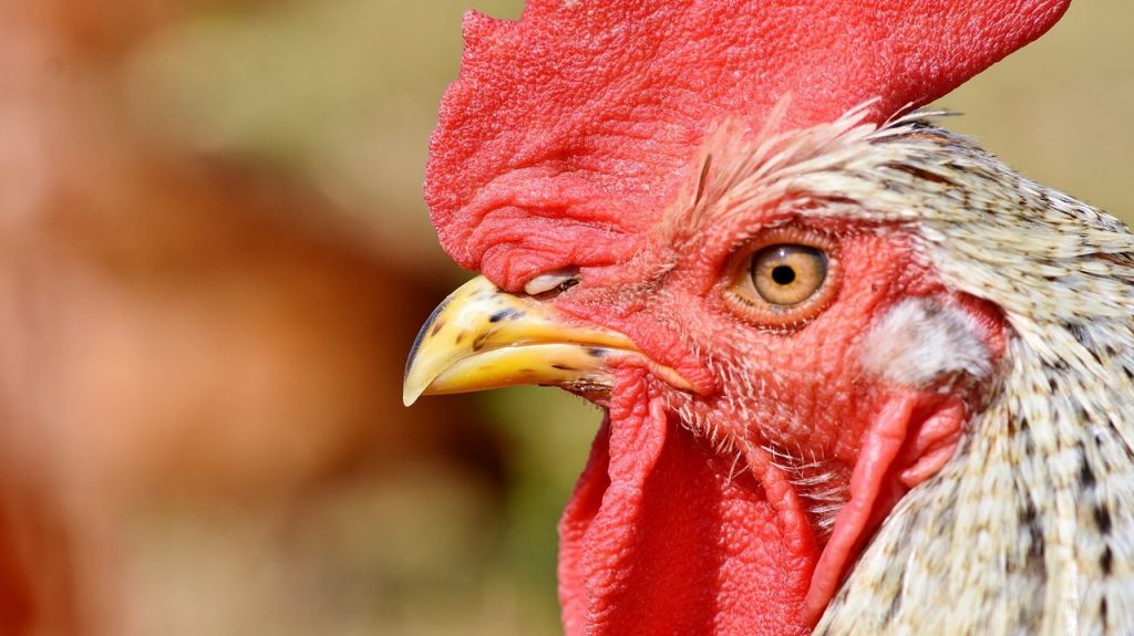  Roban gallos de pelea en Guaynabo valorados en m&aacute;s de $60 mil 