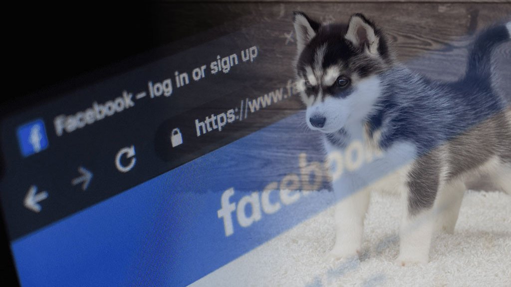  Hombre es v&iacute;ctima de fraude al intentar adoptar una perra (Siberian Husky) que vio por Facebook 