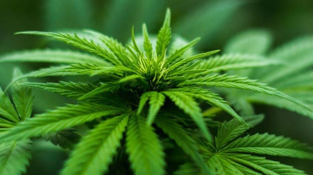  Departamento de Agricultura somete plan para desarrollo comercial de c&aacute;&ntilde;amo 