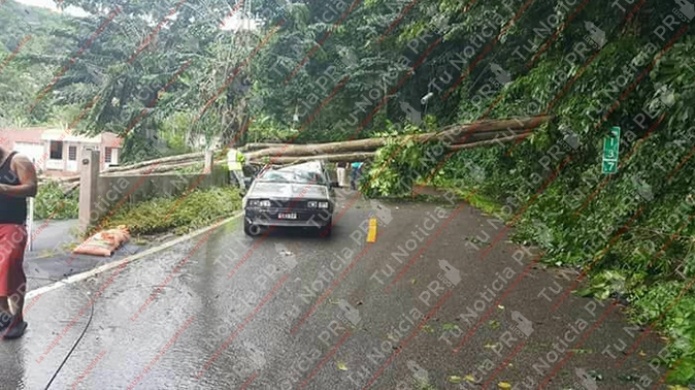 Fotos: Fotos: Árbol cae sobre dos autos que transitaban por carretera rural a horas de la llegada de Irma 