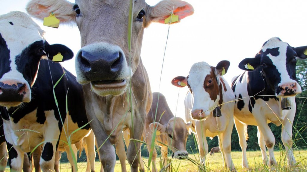  Roban 9 vacas en Yauco 