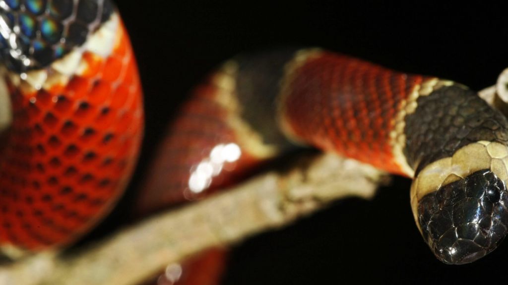  Serpiente venenosa de coral muerde a estudiante en una mano en Florida 