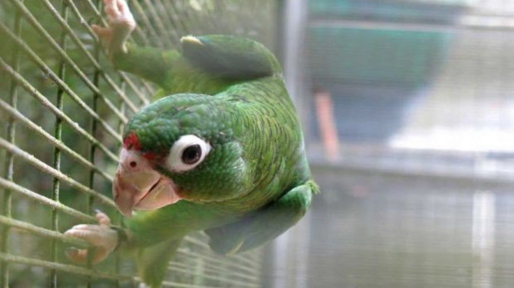  DRNA logra millonaria asignaci&oacute;n para la recuperaci&oacute;n de la cotorra puertorrique&ntilde;a 