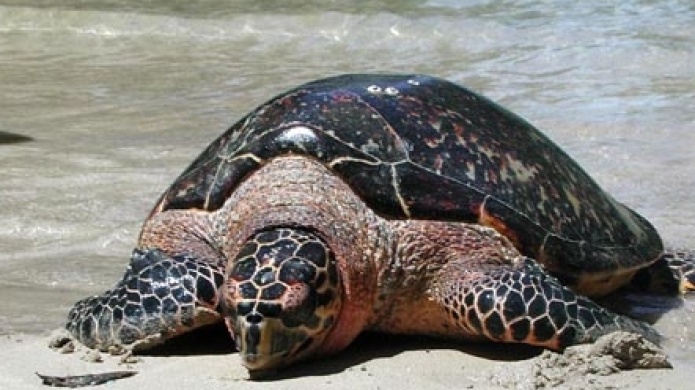 Encarcelan cinco hombres por traficar carne de carey e Republica Dominicana 