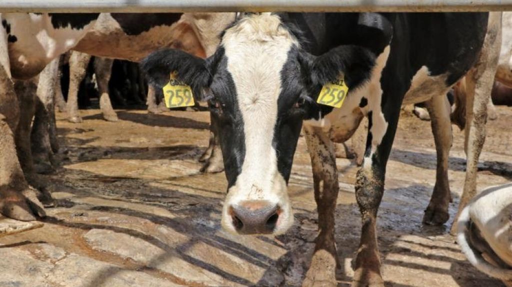  Ofrecer&aacute;n beneficios del Programa de Facilitaci&oacute;n del Mercado a productores locales 