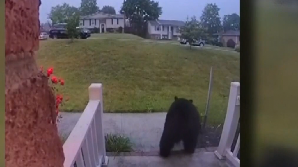  Video: Mam&aacute; osa y 3 ositos aparecen en la entrada de una casa 