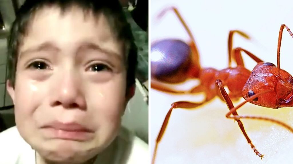  Video: Ni&ntilde;o llora desconsoladamente porque mat&oacute; una hormiga: &ldquo;&iquest;Y si ten&iacute;a familia?&rdquo; 