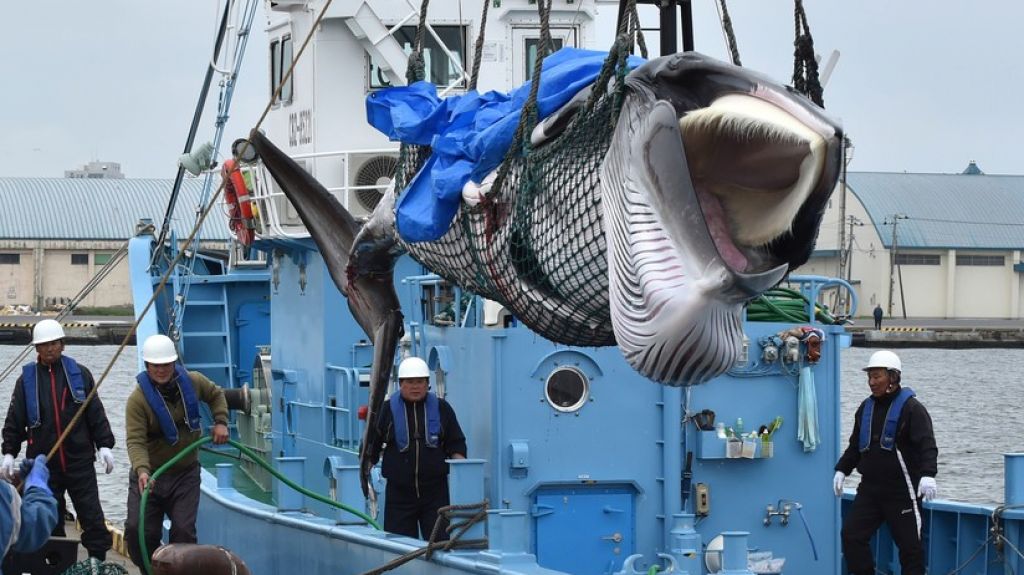  Jap&oacute;n reanuda la caza de ballenas tras 31 a&ntilde;os de suspensi&oacute;n 