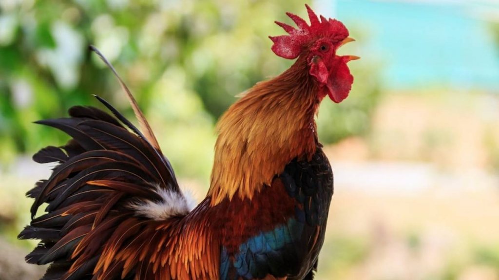  Se roban 10 gallos en Guayanilla 