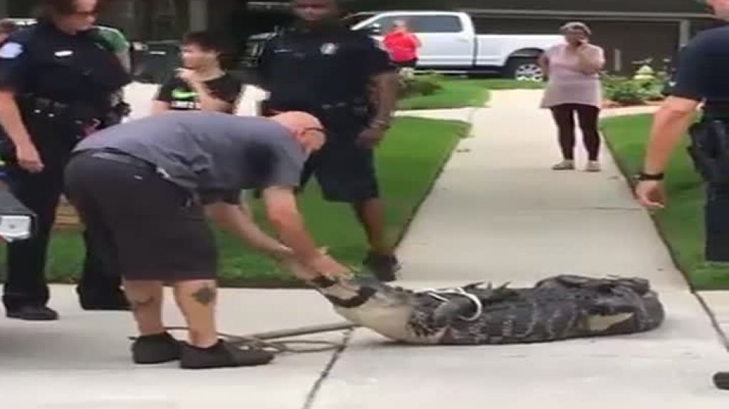  Video: Hombre que se dedica a cazar cocodrilos en la Florida, lleg&oacute; ayudar a la polic&iacute;a y no imagino lo que le pasar&iacute;a 