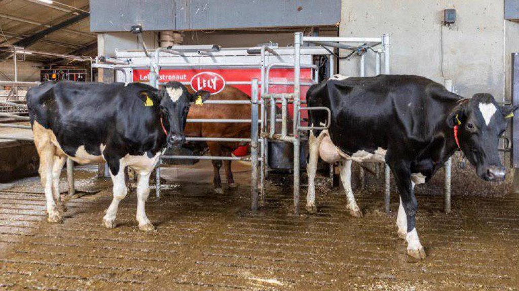  Ganaderos piden se revise costo de alimento en nueva orden de precios de ORIL 