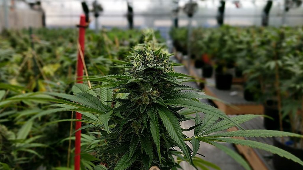  Se llevan 10 mil d&oacute;lares de dispensario de cannabis 