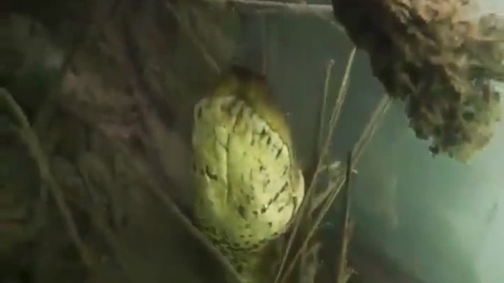  Video Viral: Buzos captan en un rio gigantesca anaconda 
