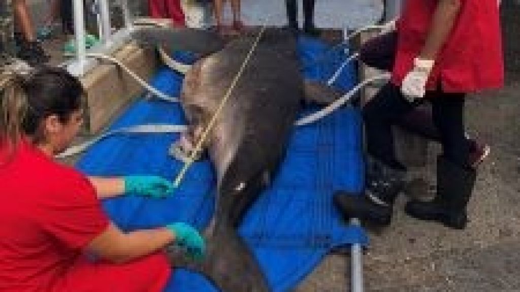  Hallan tiburón carite de aleta larga de casi 700 libras, el primer caso de esta especie en la Isla 