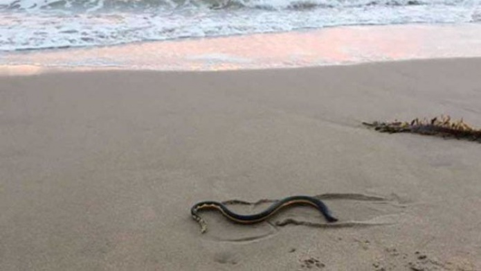 Avistan peligrosa serpiente en playas de California por El NiÃ±o
