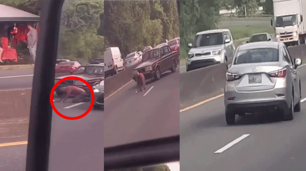  Captan en video conductor que impacta peat&oacute;n en la numero uno y se da a la fuga 
