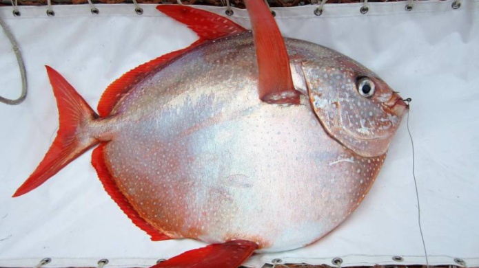 Descubren primer pez con sangre completamente caliente