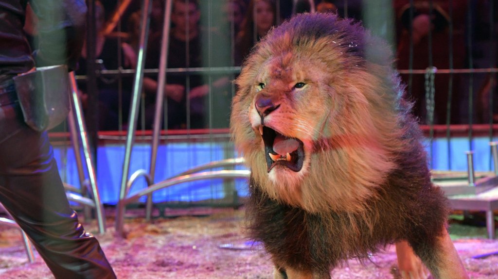  Captado en video pánico en circo chino tras la fuga de dos leones durante el espectáculo 