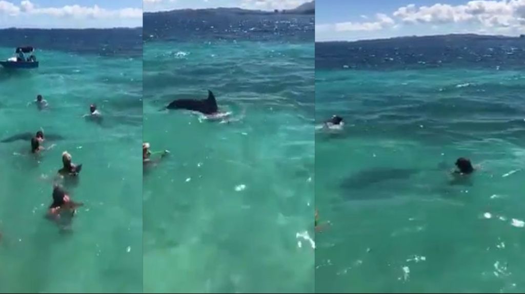  Otro Video del Delf&iacute;n que estaba ayer &ldquo;vacilando&rdquo; con los ba&ntilde;istas en playa de Icacos 