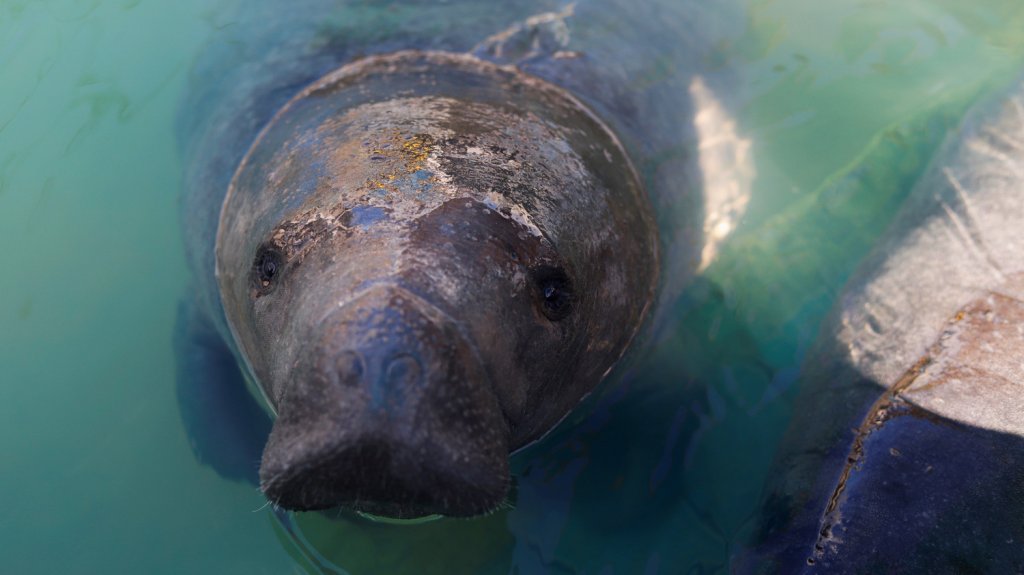  Video: El Centro de Manat&iacute;es de Puerto Rico, referencia del Caribe y Am&eacute;rica Latina 