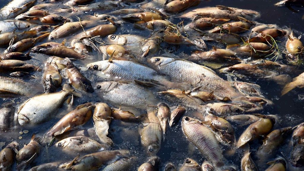  Miles de peces muertos por marea roja aparecen en playas de Florida 