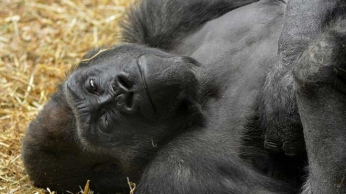 Anestesian a gorila, sufre derrame cerebral y muere en zoo de EE.UU.