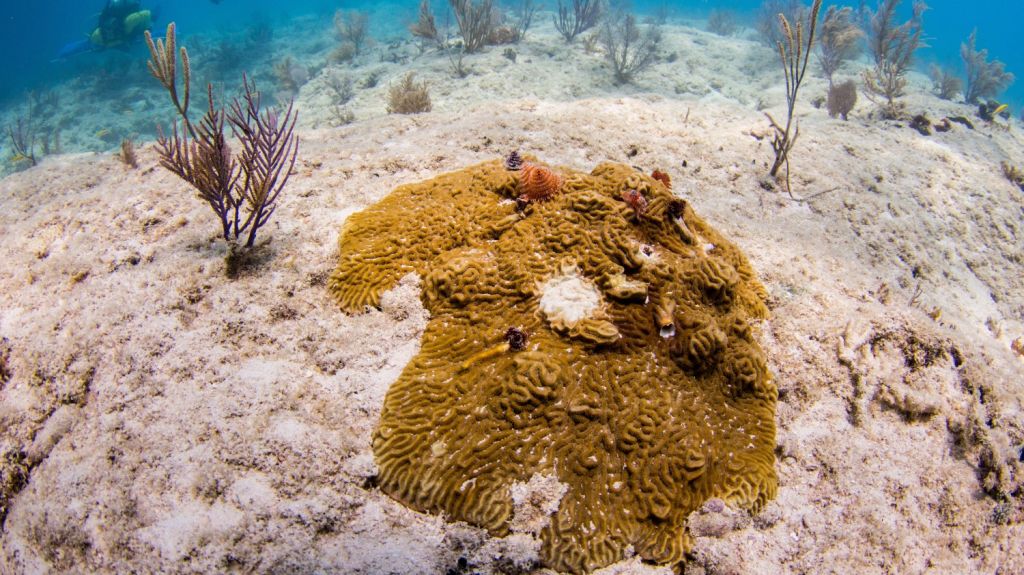  Un mal sin precedentes que mata a los corales de Florida acecha al Caribe 