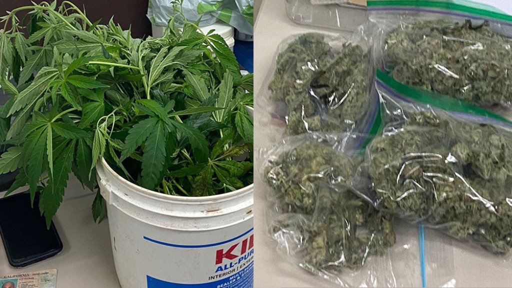  Transitaban por el expreso 22 con plantas y bolsos de marihuana 