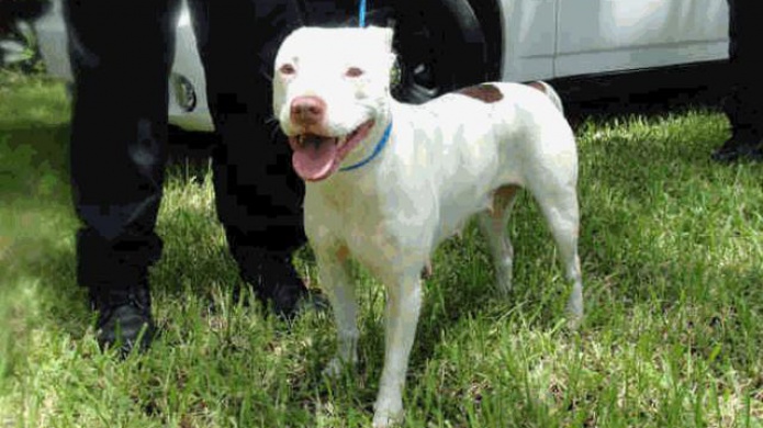 Arrestan al padre del niÃ±o que muriÃ³ tras ser atacado por un perro Pit Bull