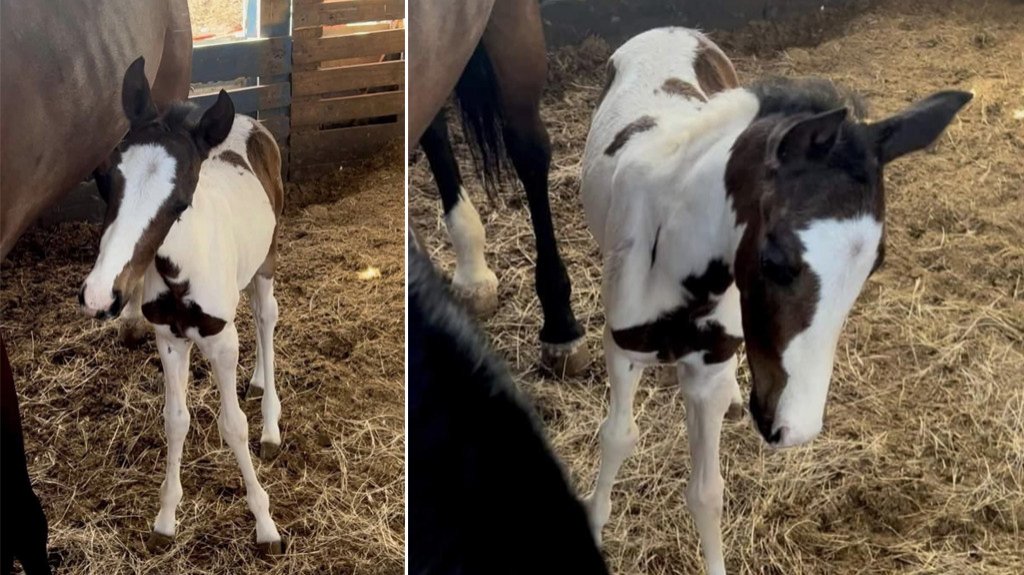  Hurto de equino en Juana D&iacute;az valorado en $3,000 