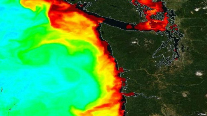 La misteriosa marea de algas tÃ³xicas que afecta a la costa oeste de EE.UU.