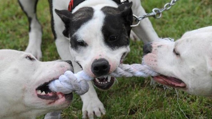 Â¿Perros feroces? Buscan anular ley contra los pitbull en Miami